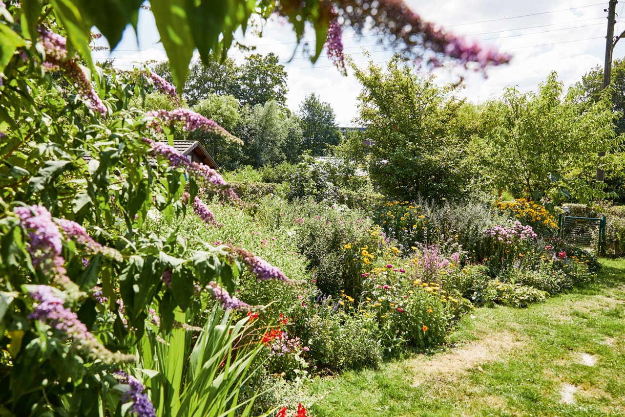 Giardino verde a misura di api con lillà viola