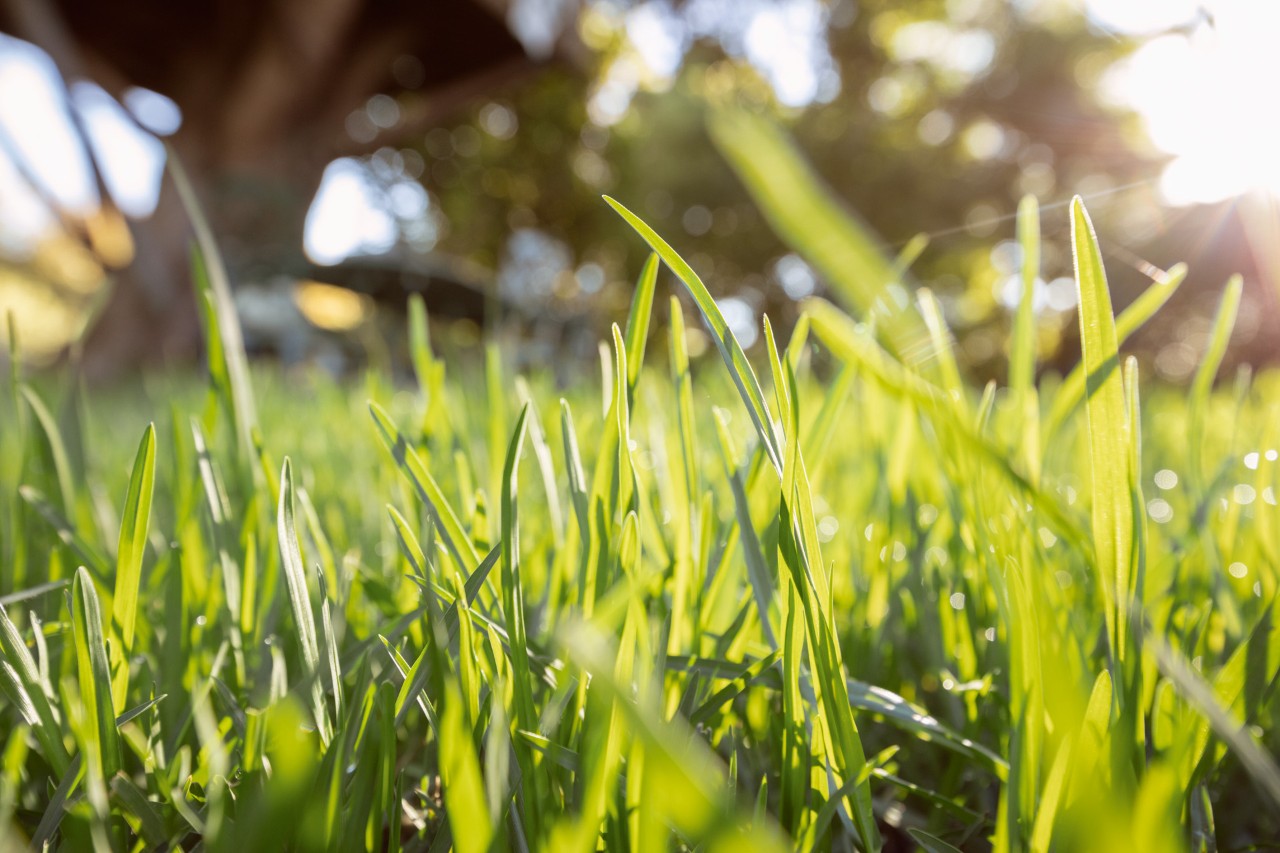 Predisporre un prato sano e verde