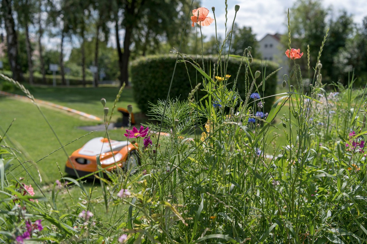 Papavero rosso, fiordaliso e altri fiori selvatici, sullo sfondo un robot tosaerba STIHL iMOW® 