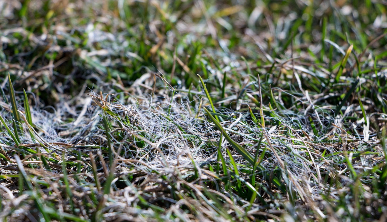 La muffa della neve, una malattie del prato