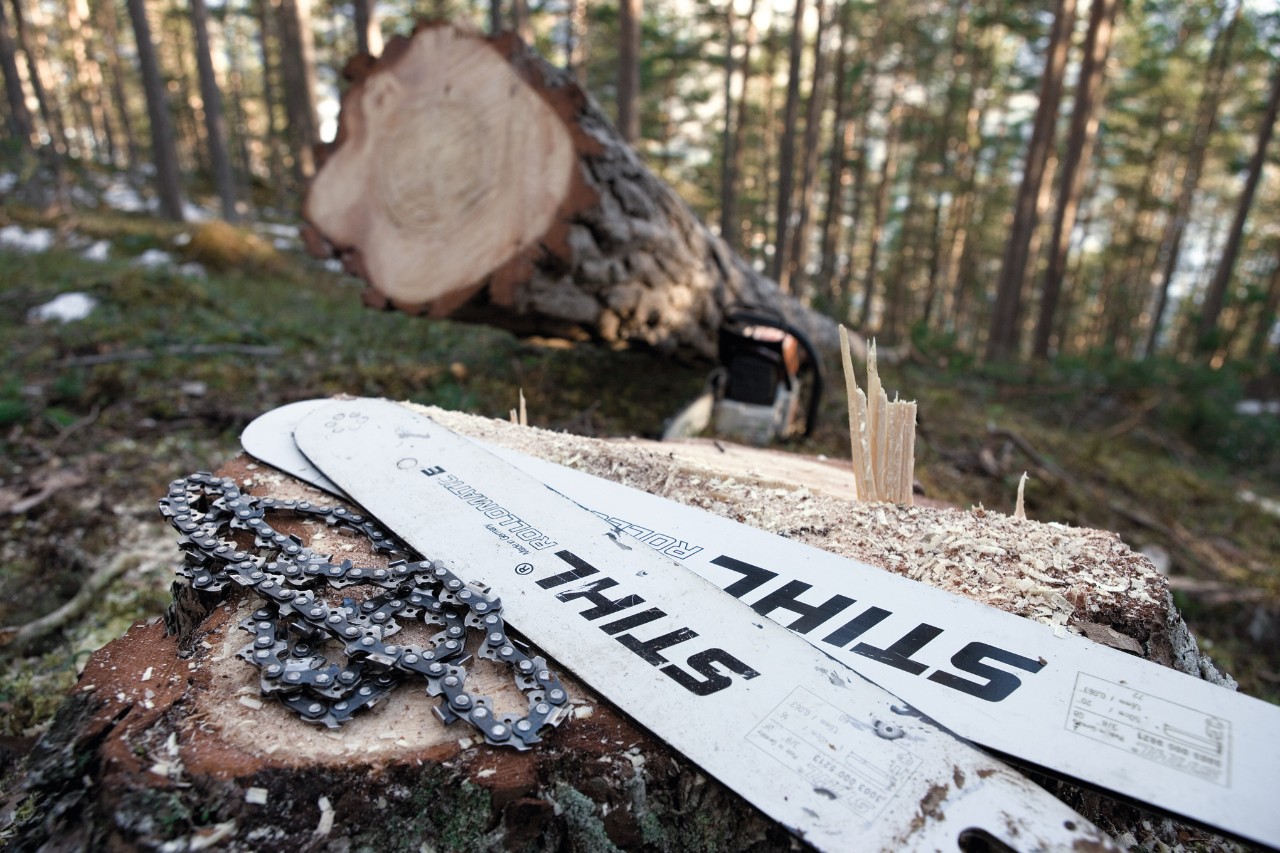 Catene e spranghe di guida STIHL su un tronco d'albero nel bosco, sullo sfondo un albero appena abbattuto 
