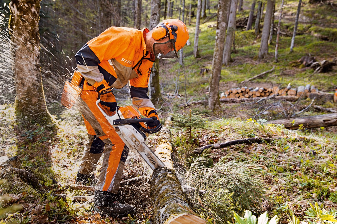 Lavoratore forestale munito di dispositivi di protezione individuale STIHL, compresi i pantaloni Dynamic Vent (classe di protezione antitaglio 1), che taglia un albero nel bosco utilizzando una motosega STIHL
